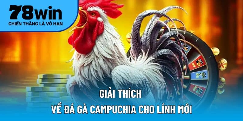 Giải thích về đá gà Campuchia cho lính mới